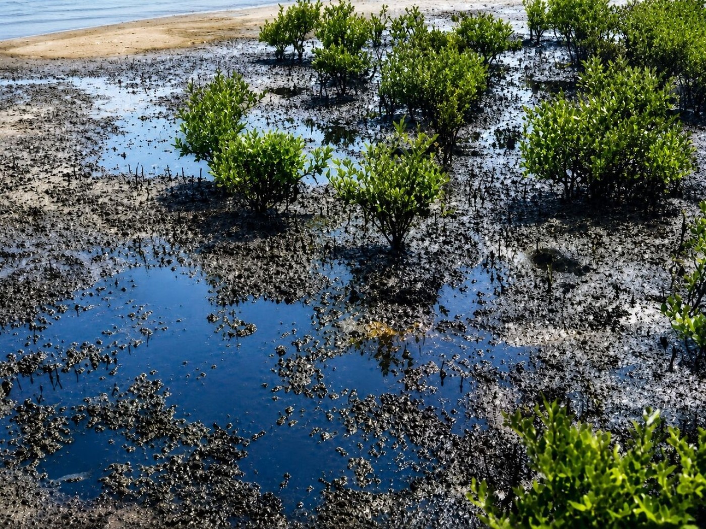 Oil pollution on the southern coast of Qeshm Island has spread to the mangrove forests of the village of "Naghasheh": Photo: IRNA