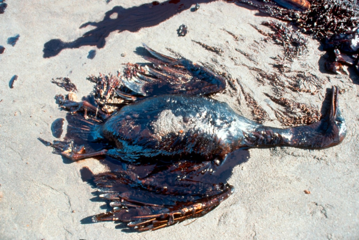 Oiled seabird following the Gulf oil spill, 1991. Photo: Corbis via Getty