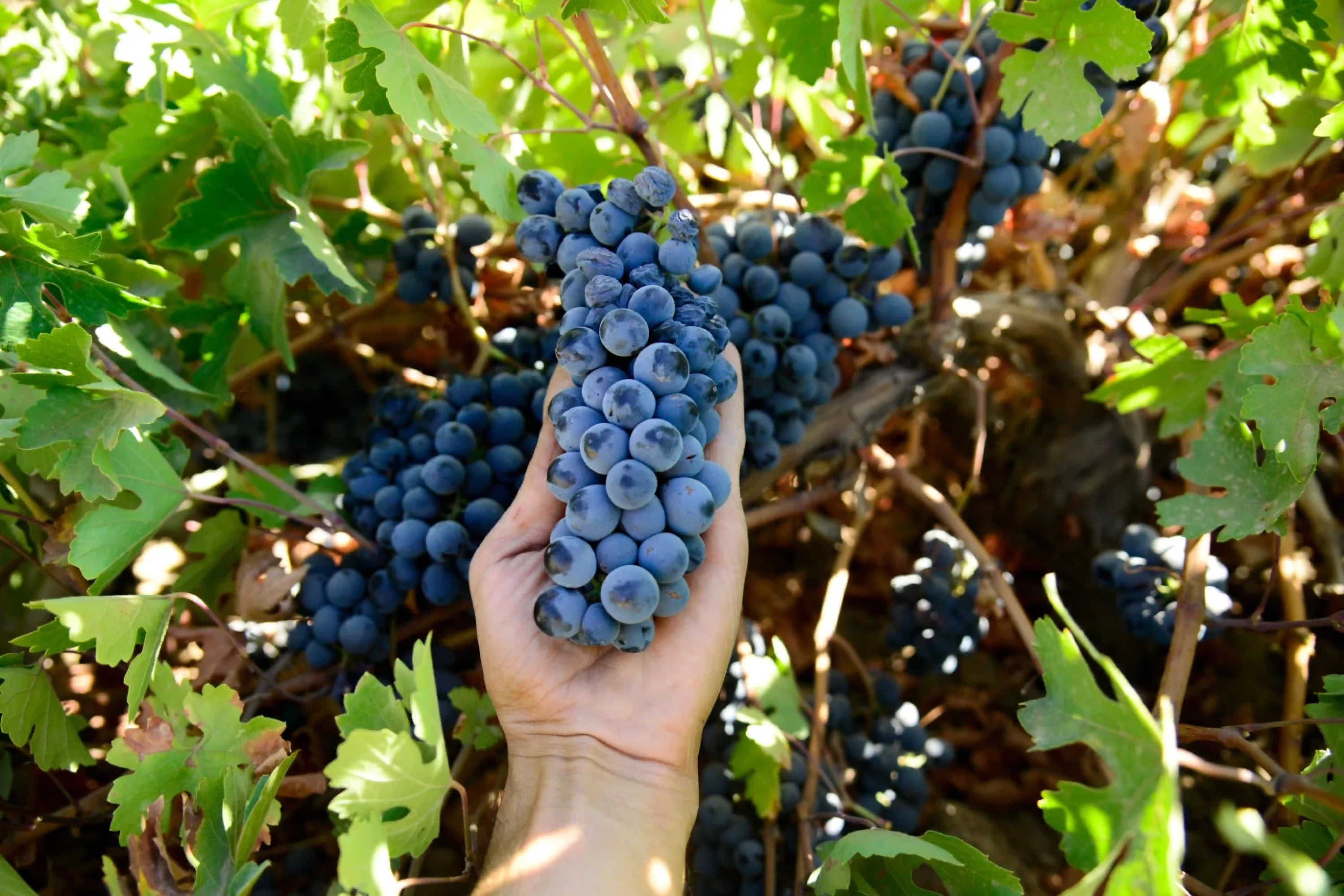 Photos by Awder Mohammed