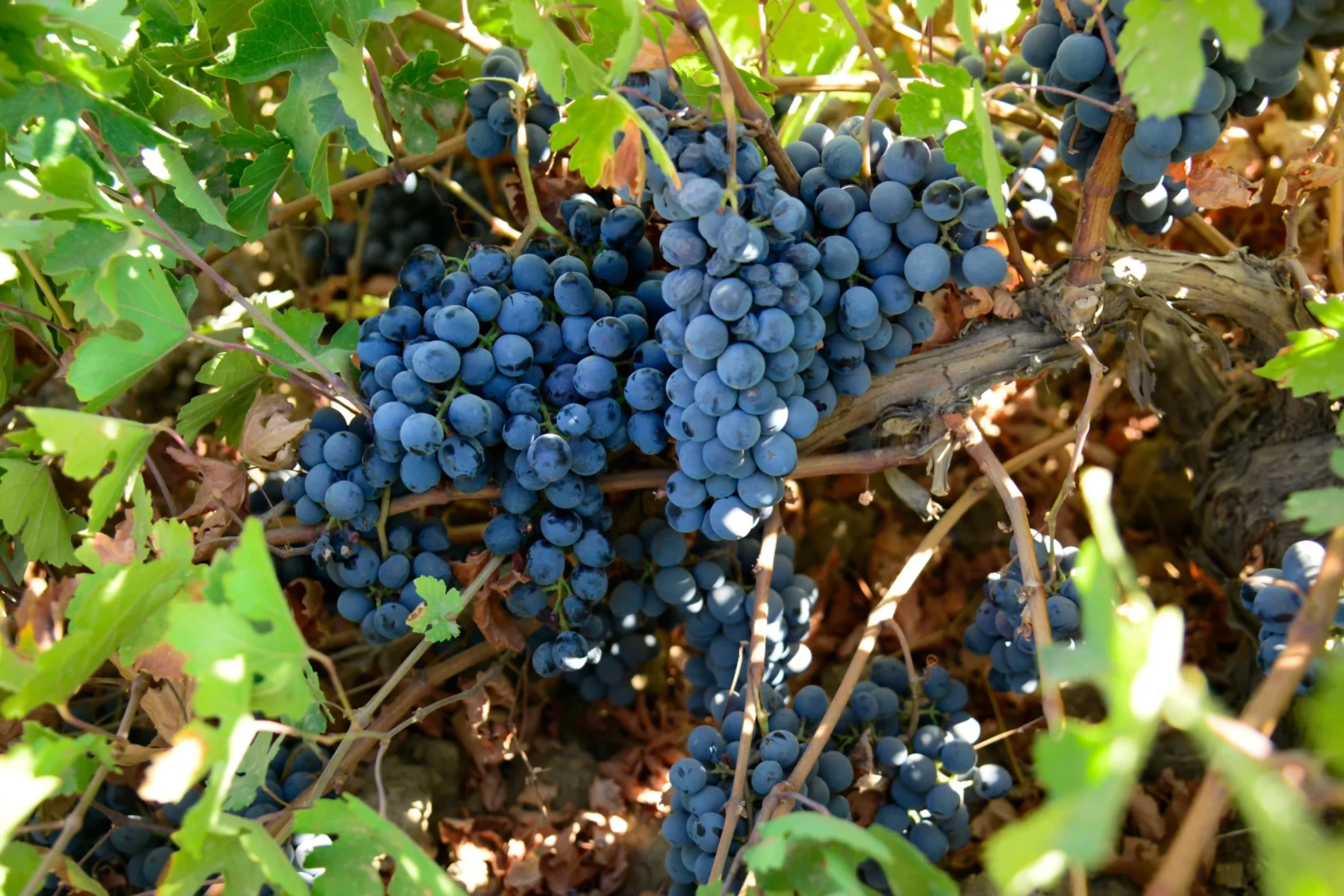 Photos by Awder Mohammed