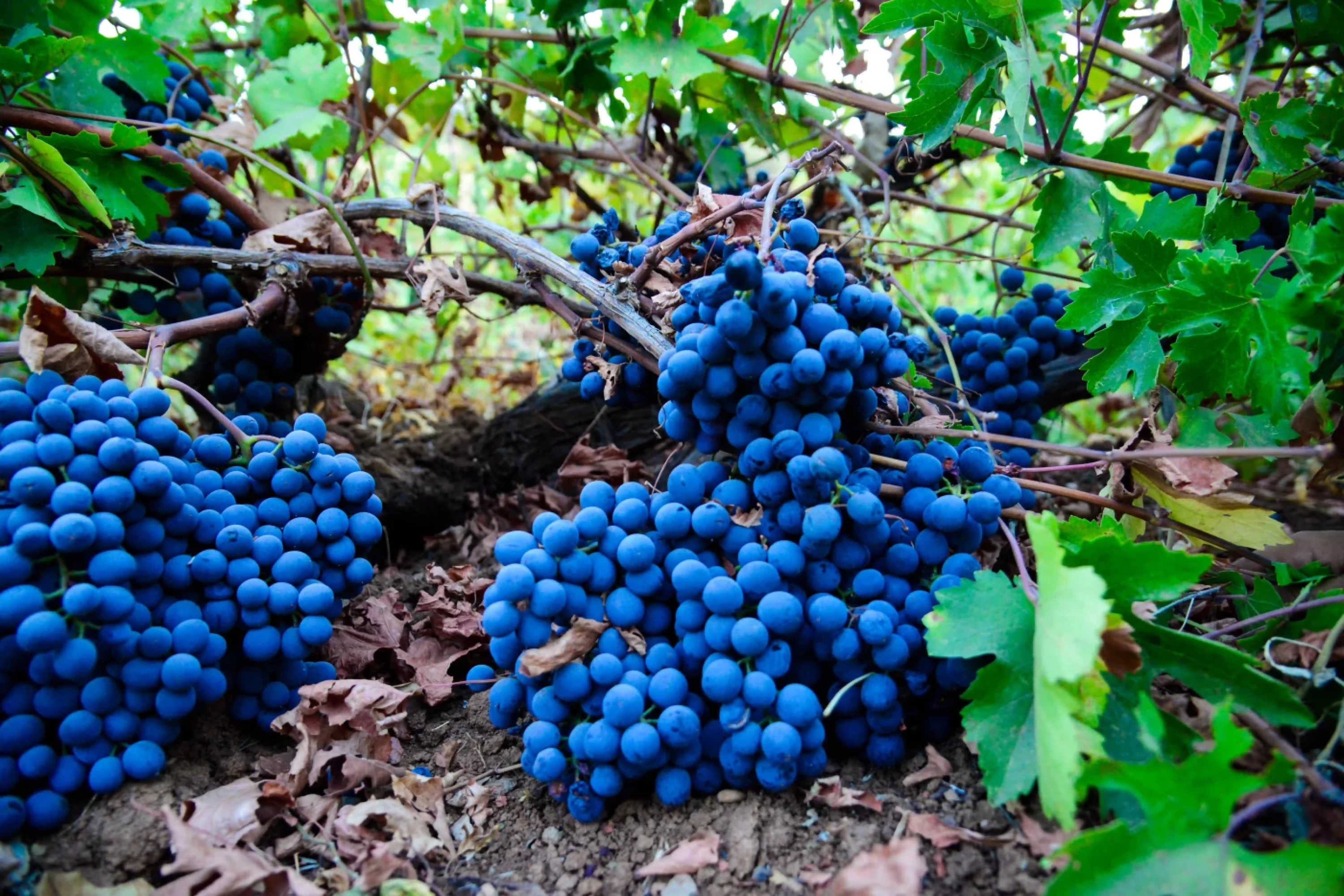 Photos by Awder Mohammed