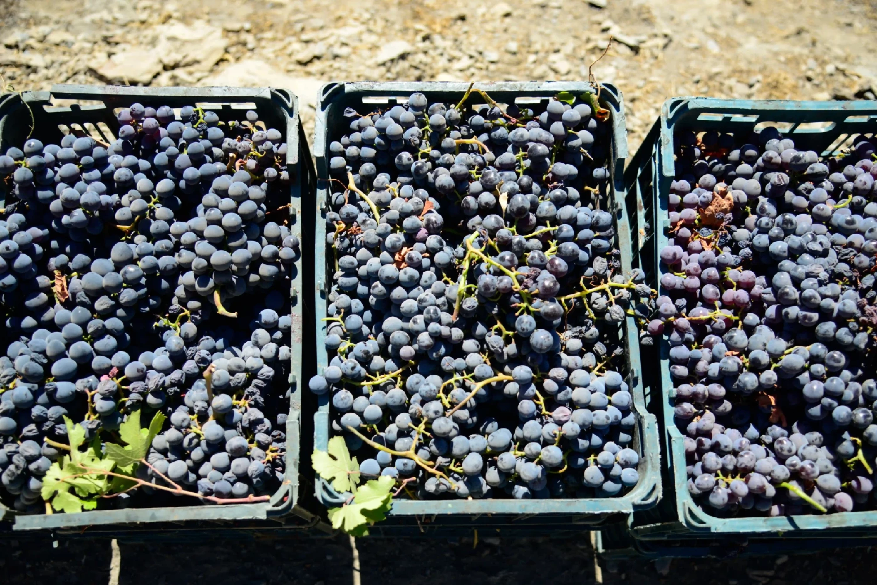 Photos by Awder Mohammed