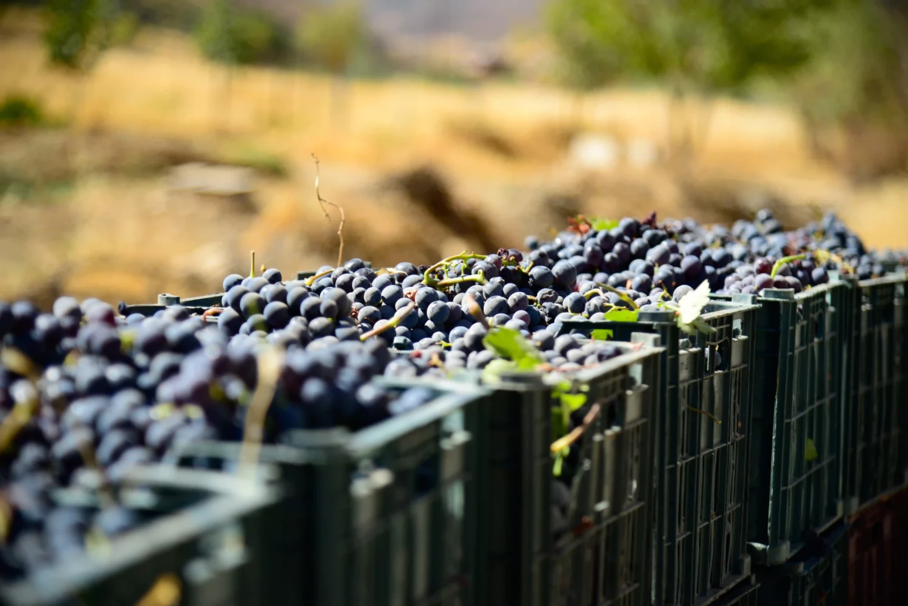 Photos by Awder Mohammed