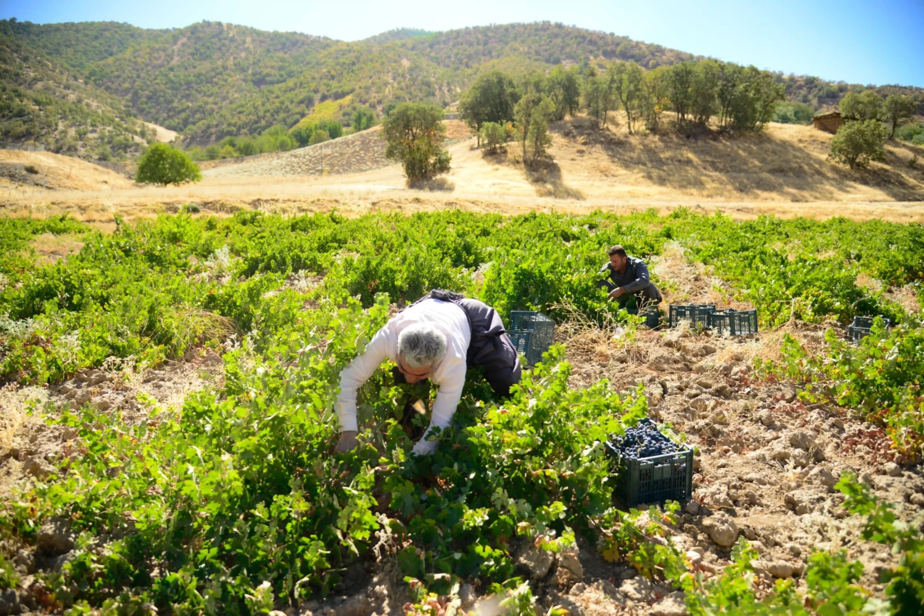 Photos by Awder Mohammed