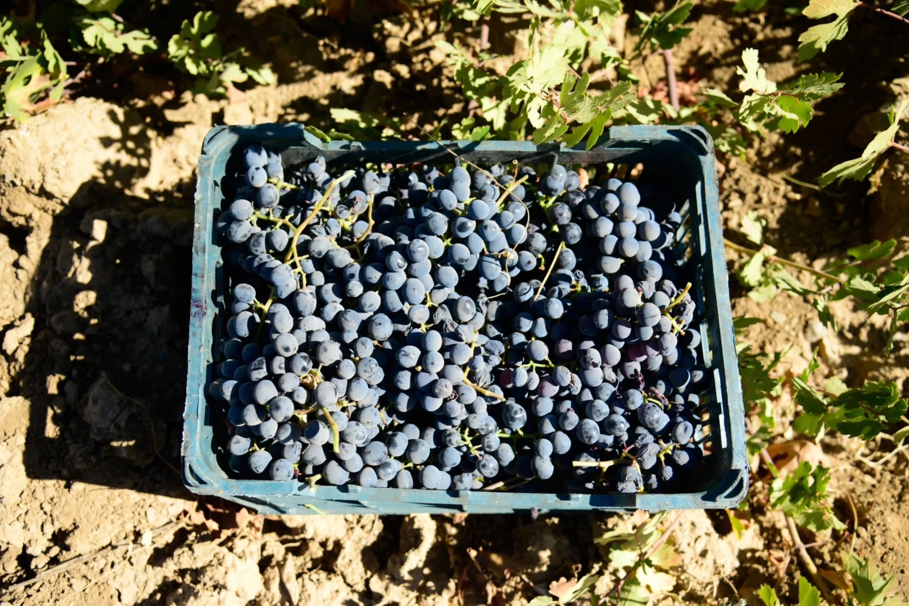 Photos by Awder Mohammed