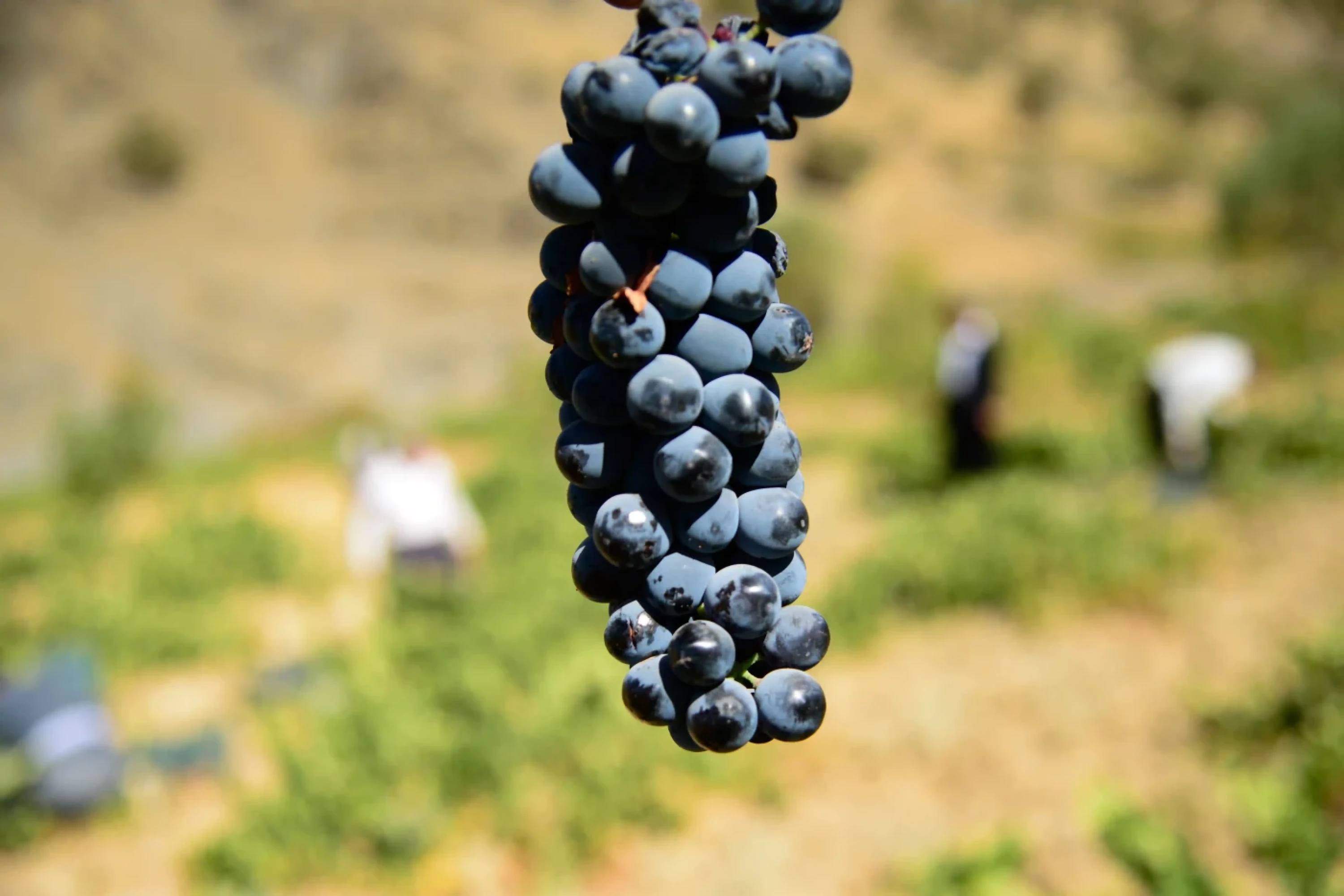 Photos by Awder Mohammed