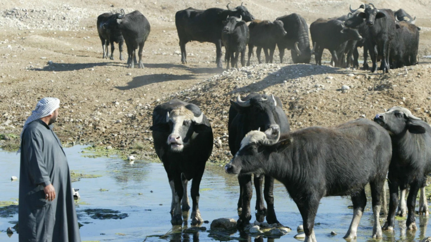 Image of Kurdistan Region tightens livestock imports to curtail hemorrhagic fever