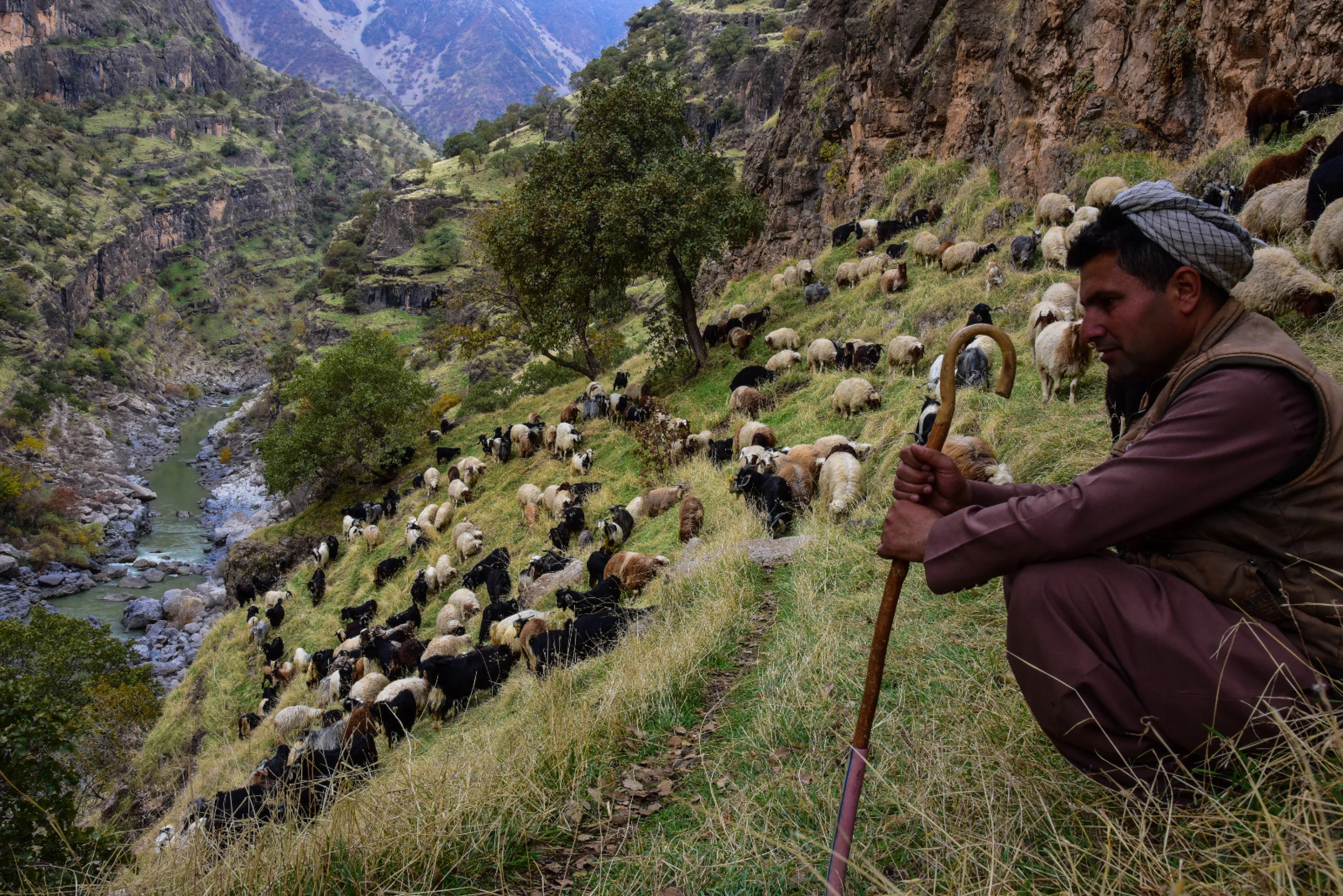 Image of Halabja shepherd grazes his flock in stunning border village scenery