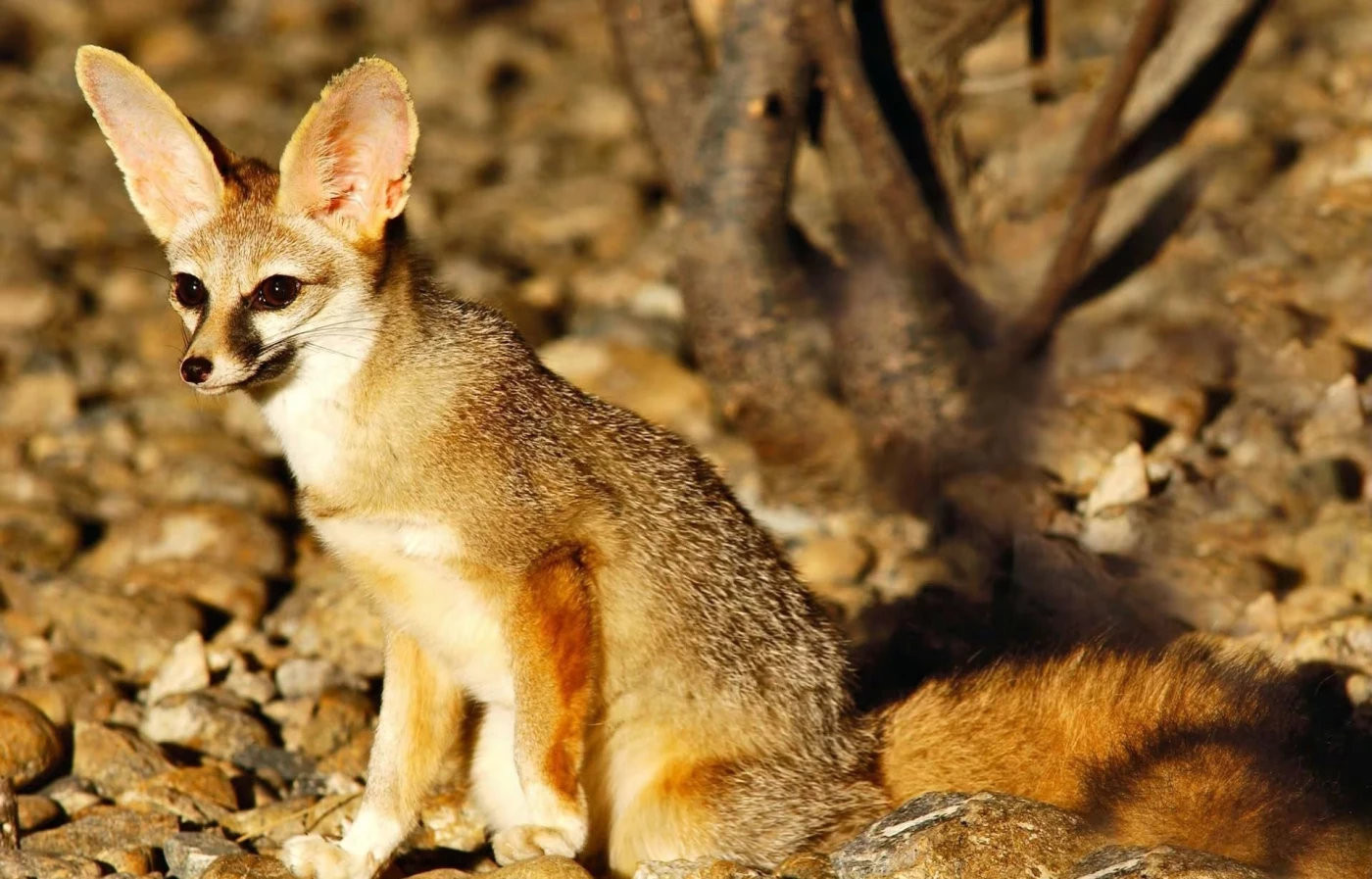 Image of The game of foxes and chickens in a Kurdish village
