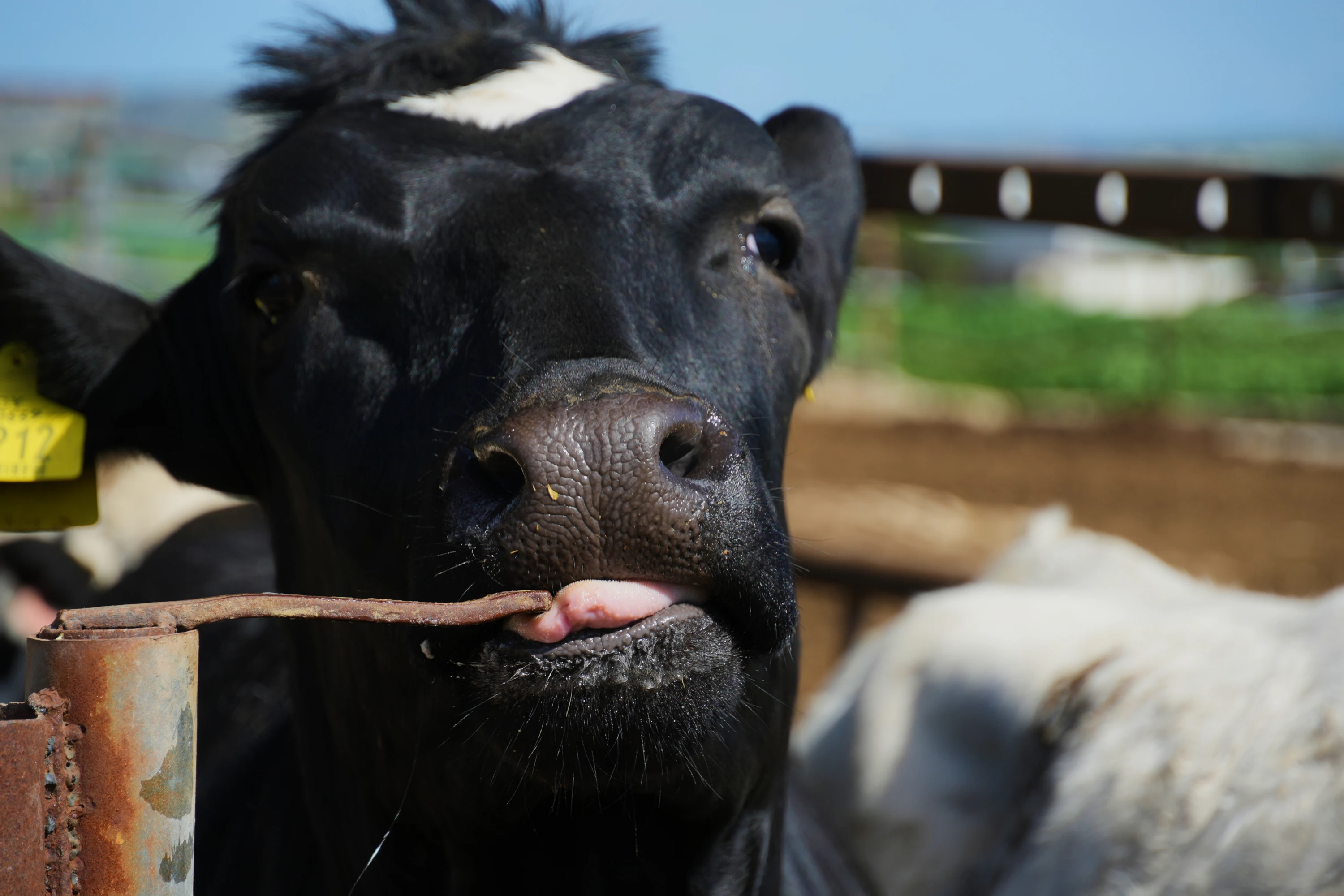 Image of Iraq suspends transit of livestock from Syria over disease concerns