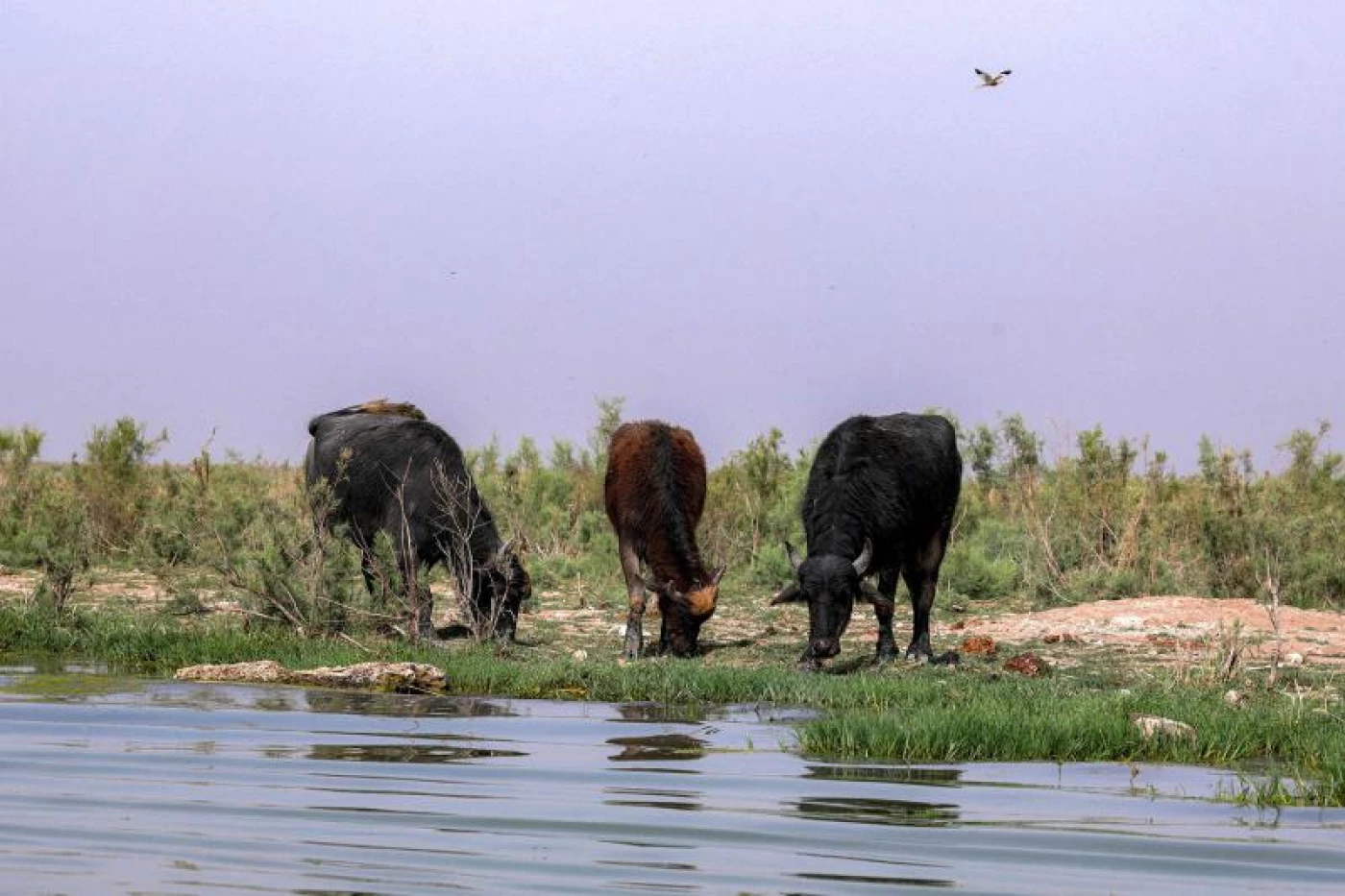 Image of Iraq, Iran launch project to protect Hawizeh marshes