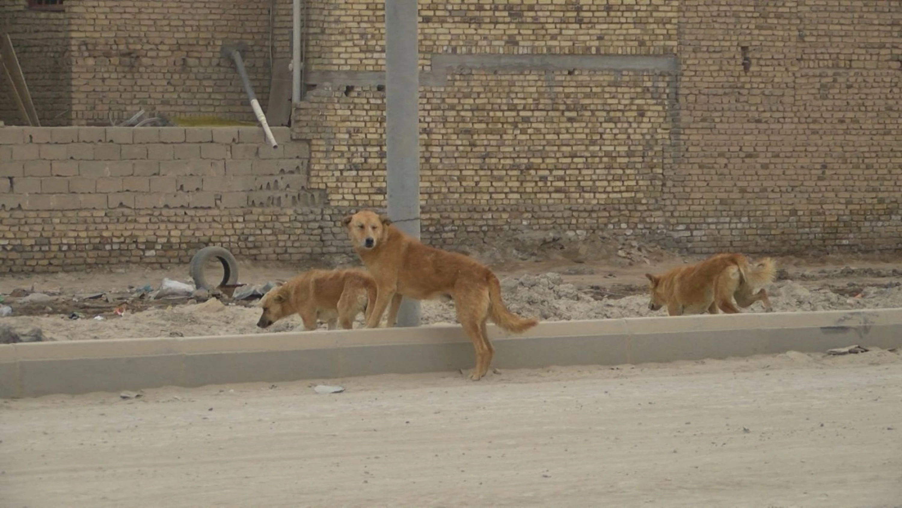 Image of Nasiriyah residents launch fundraiser to confront stray dogs