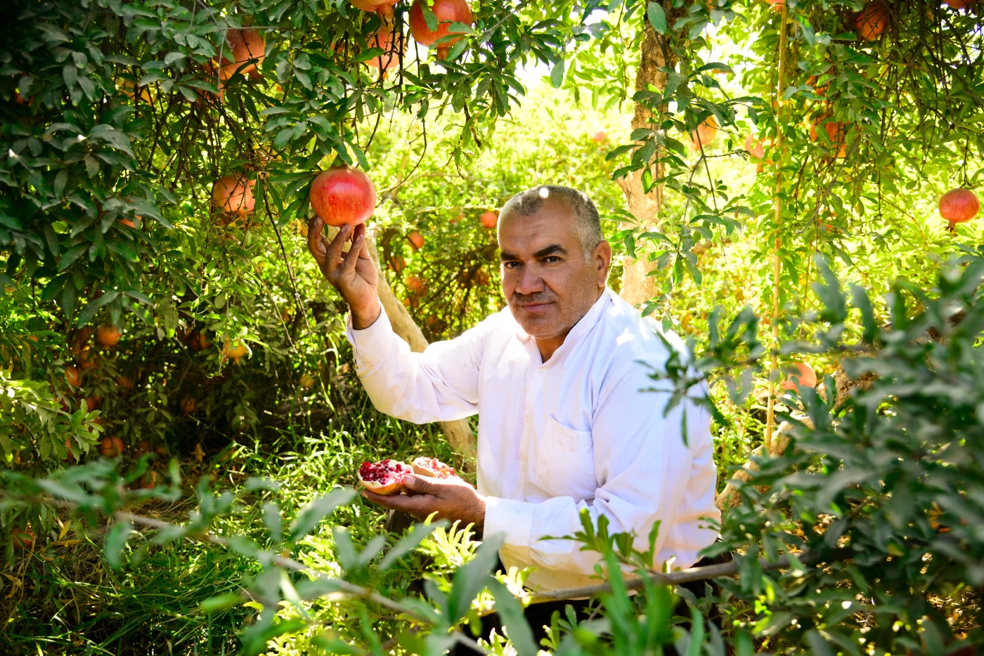 Image of A labor of love: Sharazoor's rich pomegranate yields