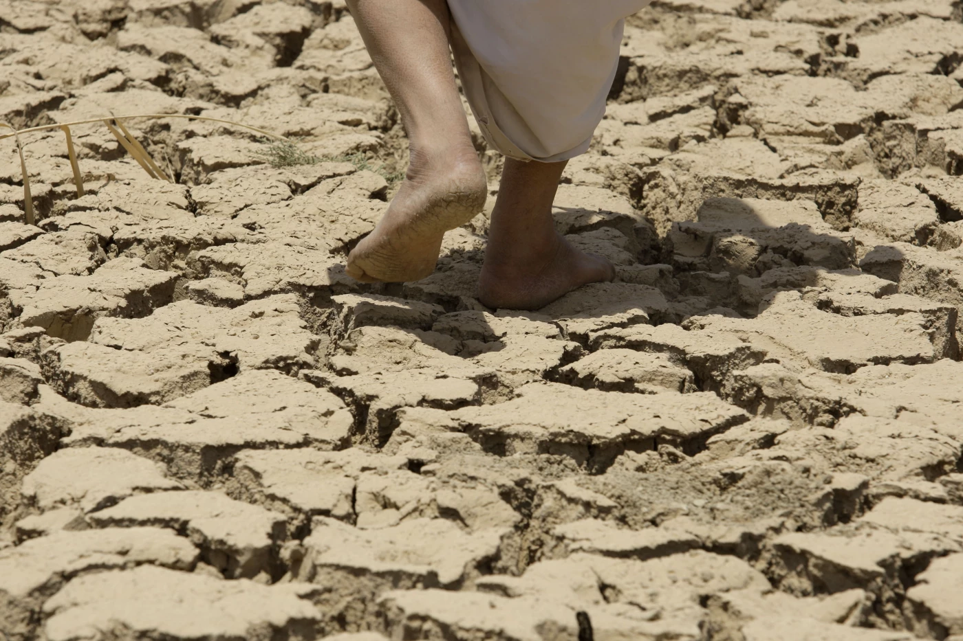 Image of Lack of rainfall threatens to slash wheat production in Erbil, Duhok by half