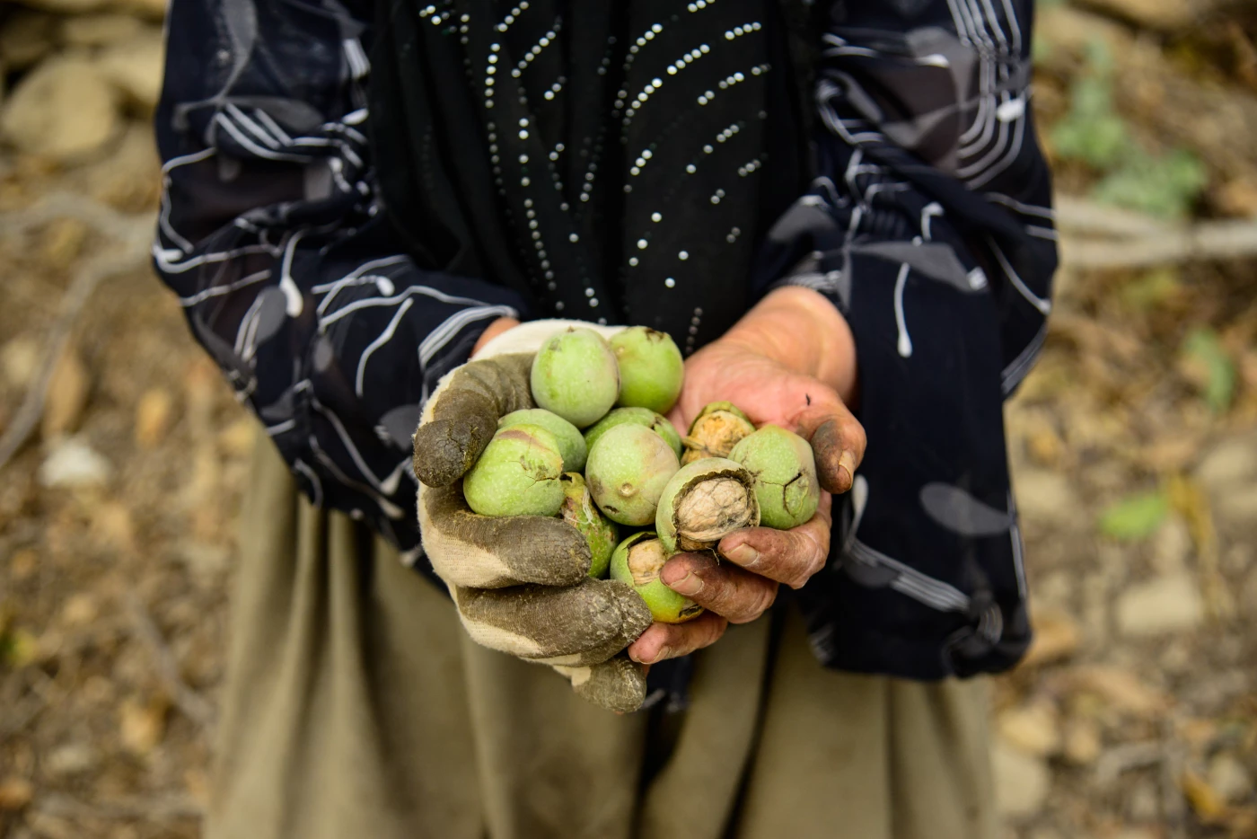 Image of Decades of rustic tradition: A walnut orchard in Penjwen