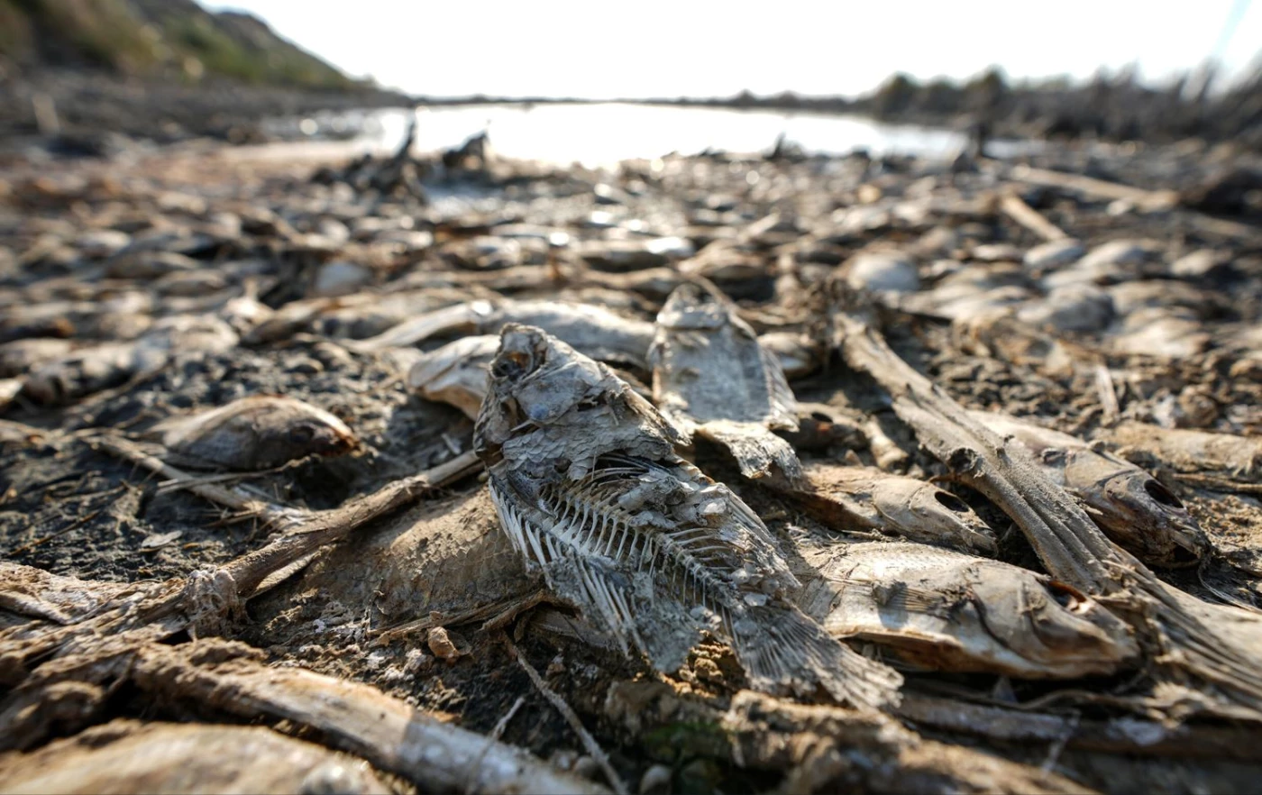 Image of Dying waters: Climate change forces Iraq’s marsh families into urban struggle