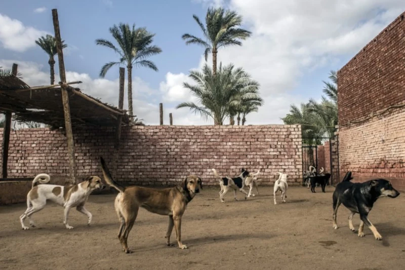 Erbil town launchesRead More