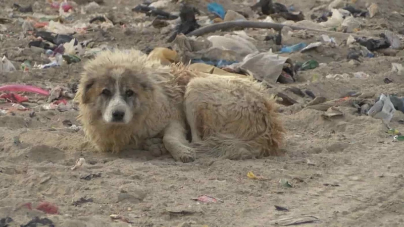 Stray dog attacksRead More