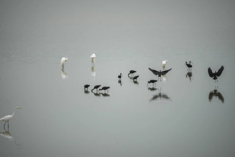 16 species ofRead More