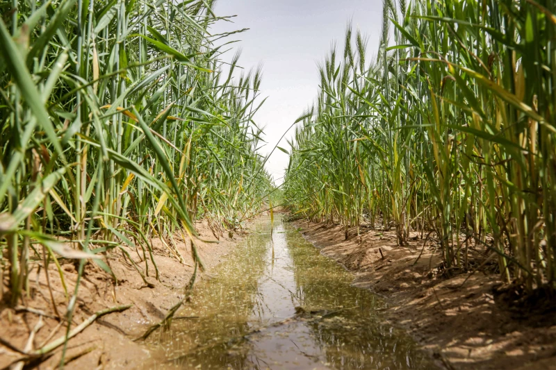 Wheat yields inRead More