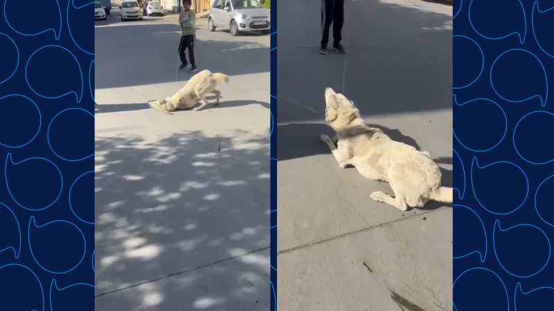 Sulaimani stray dog collectionRead More..