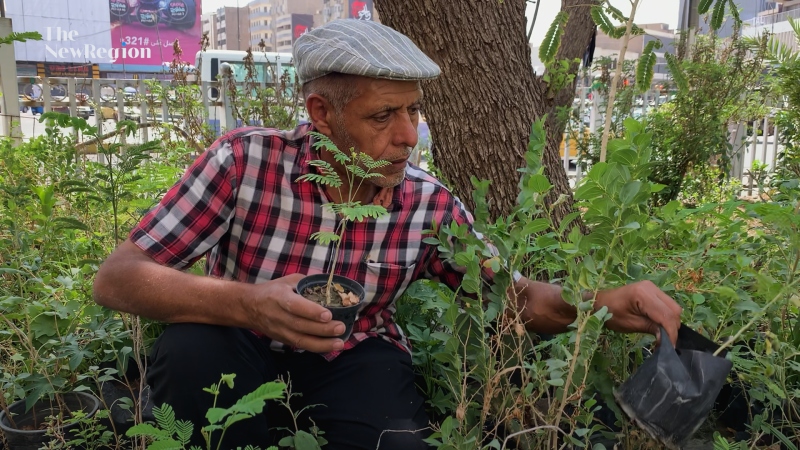 A Million Trees Initiative in Iraq 