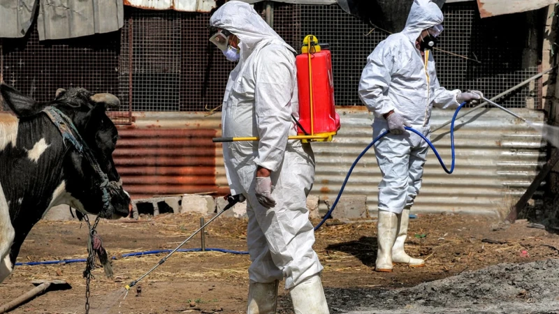 Iraq records 145 Congo fever cases, 9 deaths since January