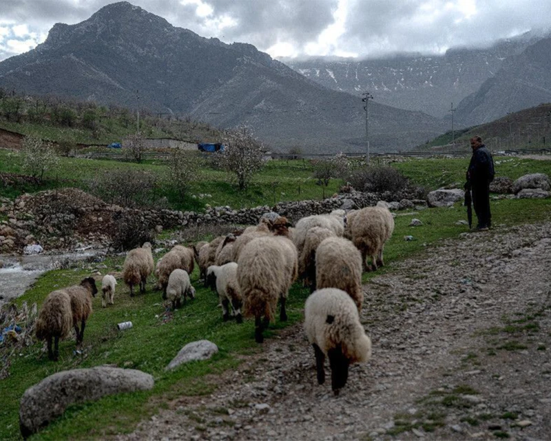 Kurdish rights commissionRead More