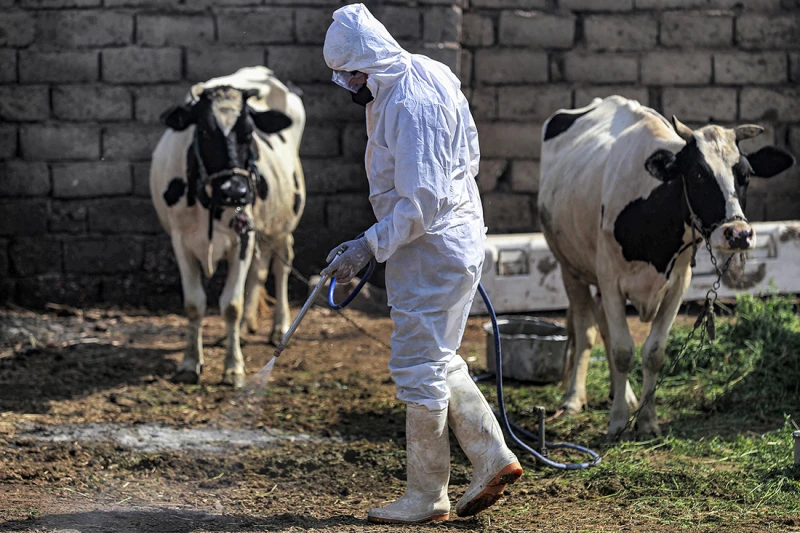 No Congo fever cases in Kurdistan, Iraqi provinces at risk: Minister