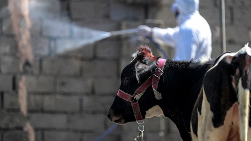 Iraq's Dhi QarRead More